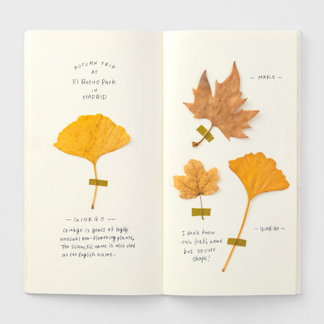 TRAVELER'S Notebook - Regular Size Refill - 025 MD Paper Cream