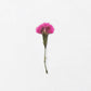 Appree Pressed Flower Sticker Sheet - China Pink, 1 PC