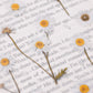 Appree Pressed Flower Sticker Sheet - Daisy, 1 PC