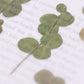 Appree Pressed Flower Sticker Sheet - Eucalyptus, 1 PC
