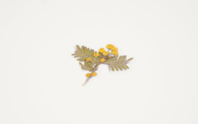 Appree Pressed Flower Sticker Sheet - Mimosa, 1 PC
