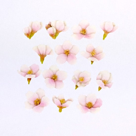 Bande Washi Tape Sticker Roll-Sakura Petal/Sakura Flower, 200PCS
